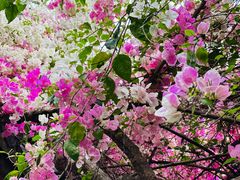 -深圳国际园林花卉博览园