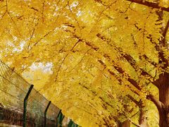 -三里屯东五街银杏大道