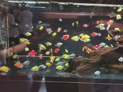 -姑苏二十四集(iD PARK 歌林公园店)