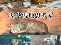 -青藏高原野生动物园