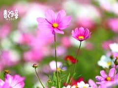 -香蜜公园