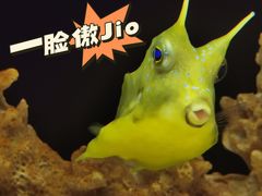 -上海海洋水族馆