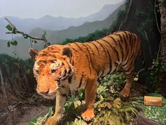 -陕西自然博物馆