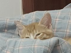 -瑞派伍一宠物医院·眼科·骨科·猫科转诊中心(马王堆院)