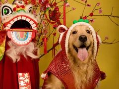 -超宠爱宠物摄影-Super pet