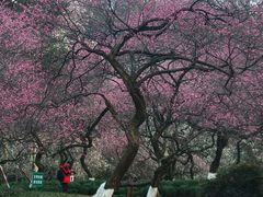 -杭州植物园