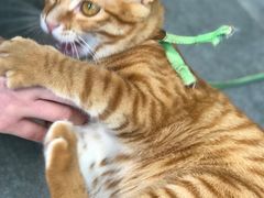 -猫街饭团(顶澳仔猫街店)