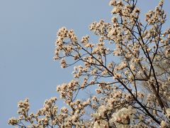 -新虹桥中心花园