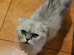 -more than meow吴止猫主题餐厅(承德 中船汇店)