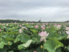 -洪湖生态旅游区