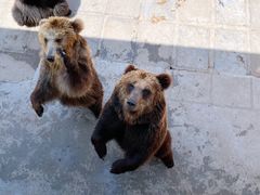 -西霞口神雕山野生动物世界