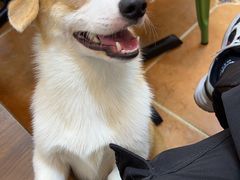 -柯斗斗主题餐厅·狗咖·围炉煮茶·茶饮(国瑞升平里店)