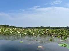 -上海海湾国家森林公园