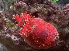 -秦皇岛新澳海底世界