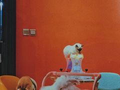 -猫色咖啡·猫咖