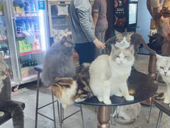 -more than meow吴止猫主题餐厅(承德 中船汇店)