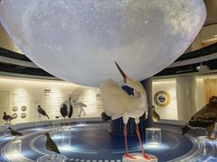 -盐城丹顶鹤湿地生态旅游区