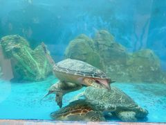 -广东惠东海龟国家级自然保护区