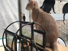 -猫小院猫主题咖啡厅(北锣店)