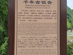 -千年银杏谷文化旅游区