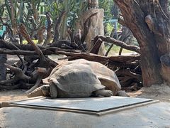 -广州长隆飞鸟乐园