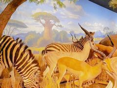 -陕西自然博物馆