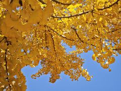 -浙江农林大学(东湖校区)