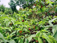 -桃源山庄·水蜜桃采摘·柴火鸡·烧烤团建(龙泉山店)