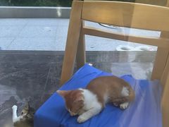 -瑞派康怡24h宠物医院·犬猫医疗中心·微创绝育(瑞景分院)