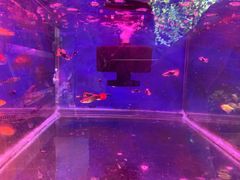 -双季花艺园艺市场(浦东店)