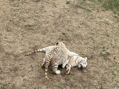 -石家庄市动物园