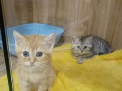 -70cat德文卷毛猫·缅因猫纯种猫舍