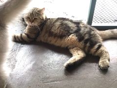 -喵屿·大理花园猫咖