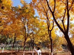 -大兴滨河森林公园