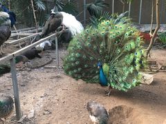 -呀路古热带植物园