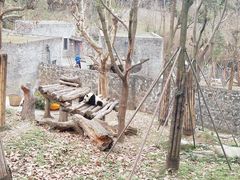 -都江堰中华大熊猫苑