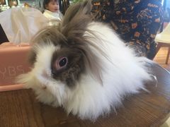 -藦茜花园宠物主题亲子互动体验馆(国顺东路店)