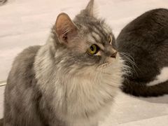 -猫儿山۰猫主题餐厅