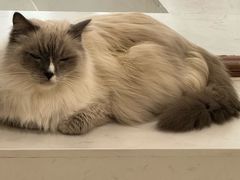 -共舞时光猫咖·狗咖(新街口店)