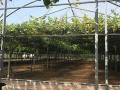 -白鹿原葡萄主题公园