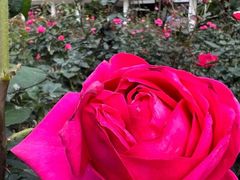 -人民公园(罗湖区)