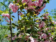 -长白岛森林公园