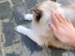 -喵屿·大理花园猫咖