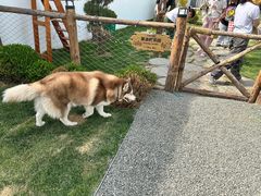-爪吧宠物乐园·宠物泳池(温榆河示范区店)