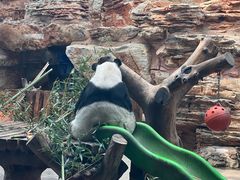 -石家庄市动物园