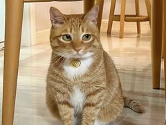 -艾贝尔宠物医院·24H转诊中心·肿瘤猫专科(江宁双龙店)