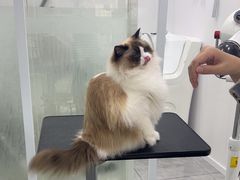-爱洗澡的猫(天河路店)