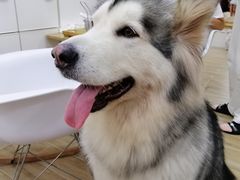 -李小姐の猫咖啡馆(五角场店)