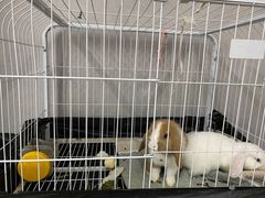 -满天星幼儿园(北京太阳宫园)