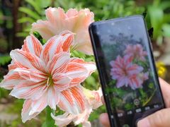 -深圳市中科院仙湖植物园